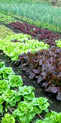 Veg Patch Left